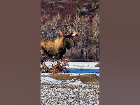 Заполярный лось на гусиный манок))) Чукотка. - YouTube
