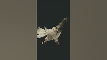 RARE Western Capercaillie  | The Hunter: Call of The WILD