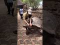 #tortoise #tortoiseshort #youtubeshorts #shorts #shortvideo #viralshorts #cutetortoise #babytortoise