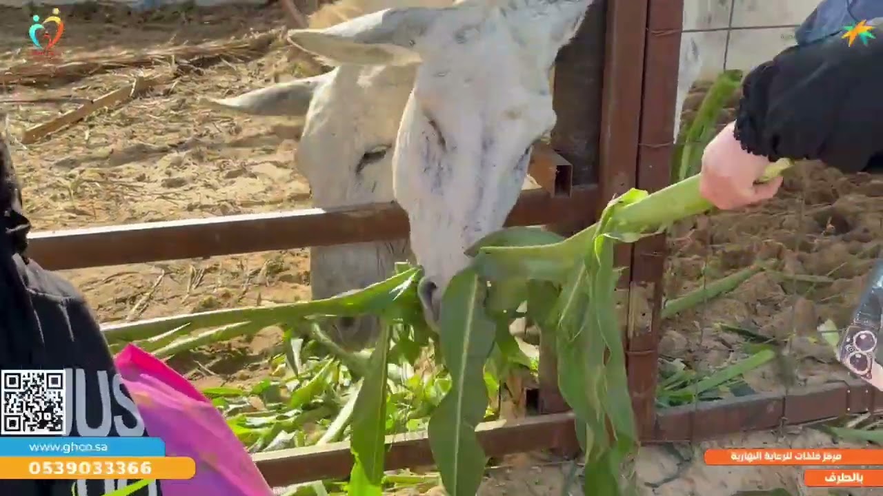 رحلة مميزة لطالبات مركز فلذات الطرف إلى أرياف زكي السالم، حيث الجمال الطبيعي والأجواء الهادئة 🌾✨