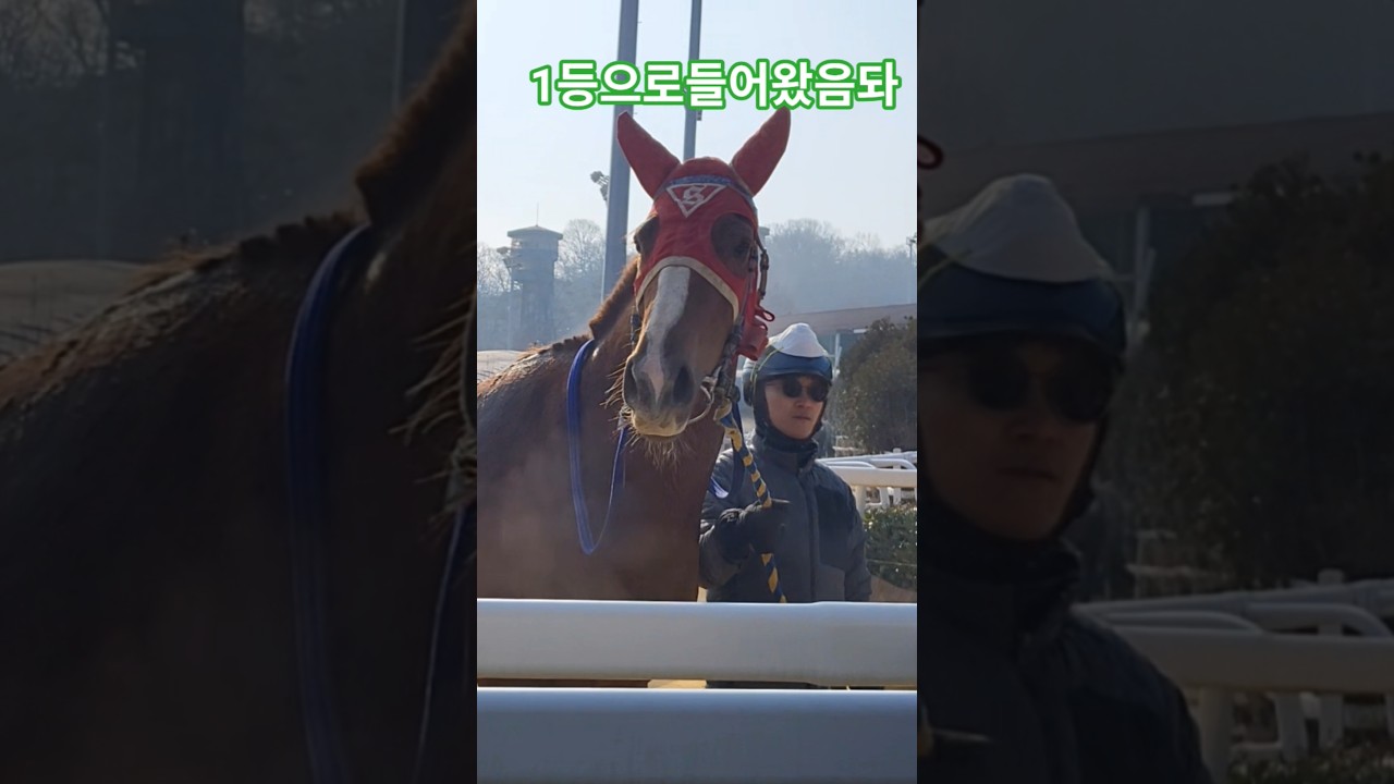 #하마대풍경#경마 #말 # 달려라말 #shrots #horse