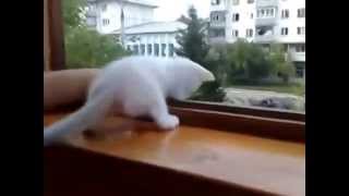 Заботливый котенок!!! Заботливый котенок!!!