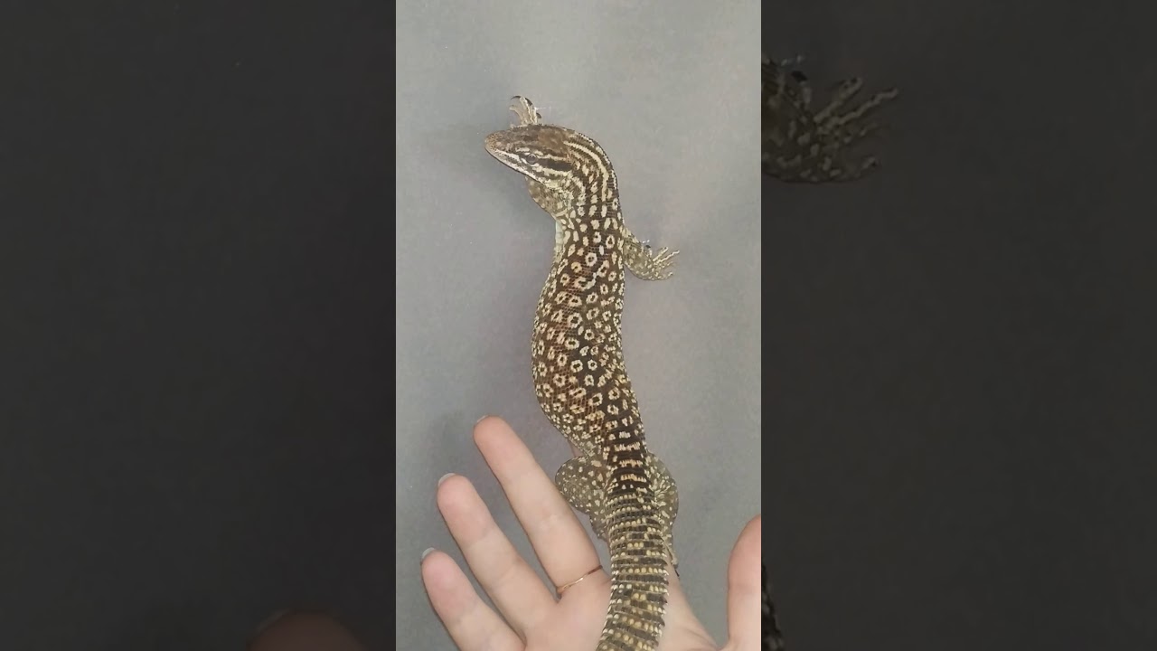 кольцехвостый варан