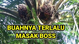 Download Lagu Buahnya terlalu masak boss !! panen sawit pokok tinggi !?! MP3
