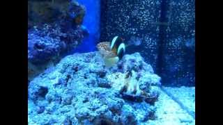 Download Lagu reef love MP3 Download Lagu reef love MP3