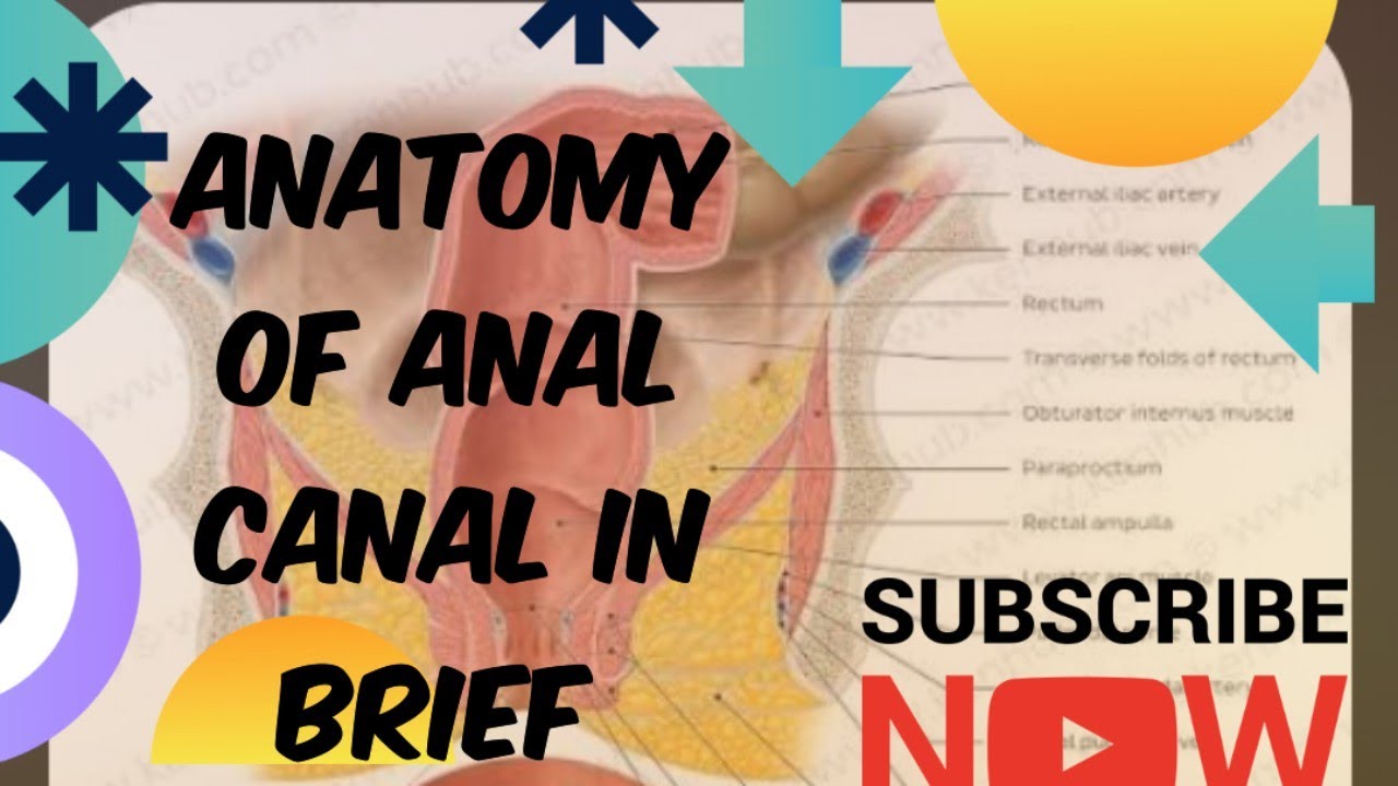 Analcanal#it'sdiseases#briefAnotomy#ShalyaTantra#bams4thyr#Ayurveda#easygoing#part1