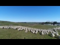 Drone mustering in NZ using Phantom 4