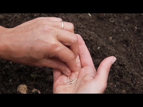 Video: Kuinka Kastella Orkideaa? Kuinka Kastella Sitä Oikein Kukinnan Aikana Kotona? Kuinka Usein Sinun Pitäisi Tehdä Tämä? Kuinka Kastella Istutuksen Jälkeen?