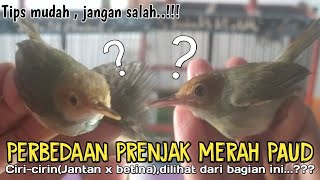 Perbedaan prenjak merah (Jantan x Betina)USIA PAUD#prenjakpaud