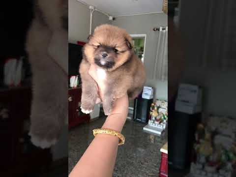 ร้านขายสัตว์เลี้ยง ขายปอมหน้าหมี หมาฟาร์มสุนัขปอม deawdeaw pom pomeranian T.0841114554-0865553443
