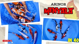 ‼️ PAKETAN MURAH MERIAH MENYALA ABANGKU REVIEW KOI KUALITAS DI ARINOR KOI ‼️