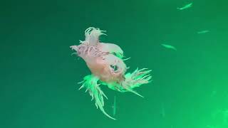Swimming Giant Rainbow Nudibranch Dendronotus iris