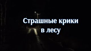 Страшные крики в ночном лесу