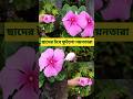 #ছাদের টবে ফুটলো নয়নতারা ফুল 🌸|| #Beautiful Nayantara Flower in Pot || #garden #like #subscribe