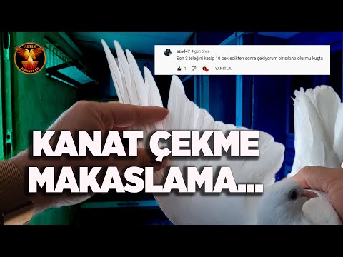 OYUN KUŞUNDA KANAT ÇEKME - MAKASLAMA İŞLEMİ / ALTIN KANATLAR