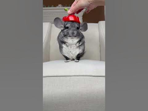 Oh to be a floof who looks good in everything 🥹 #diy #hat #chinchilla ...