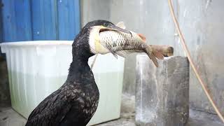 Have You Ever Seen A Cormorant Eating Fish?