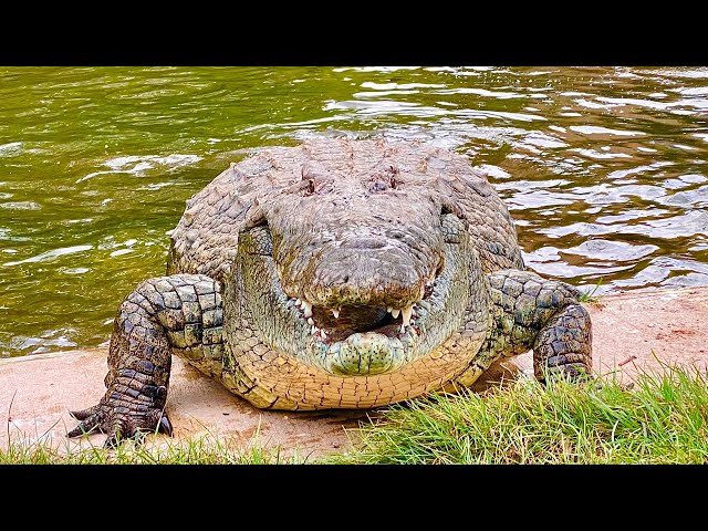Lyle the Nile Crocodile & friends! class=