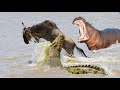 TOP 12 UNBELIEVABLE Animals That Saved Other Animals