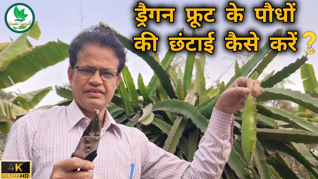 ड्रैगन फ्रूट के पौधों की छंटाई कैसे करें? how to prune dragon fruit plants?