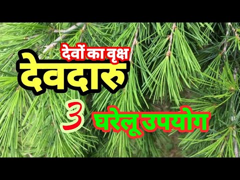 देवदारु के फायदे | Devdaaru | Cedrus deodara medicinal benefits and home uses.