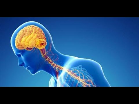 Nervous System: Brain - YouTube