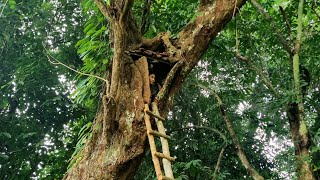 Make shelter in a giant rotten tall tree trunk, cook and stay overnight - Tropical Forest by Tropical Forest 9,956 views 3 months ago 30 minutes