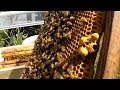 Nuc hive - I have a virgin queen.