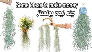 A few money-making ideas with the Spanish moss aerobic plant / (Tillandsia usneoides)