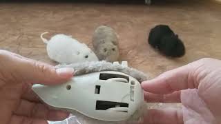 Мышь! Заводная мышка - интерактивная игрушка для животных  мышь для кошек собак кусалка черная видео