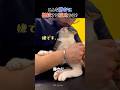 静かにしてる方が早く終わるって分かってそうw #猫 #猫動画 #トリミング #静かに拒否