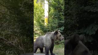 Osos En Rumania 😱 #Transfagarasan #Osos #Bears