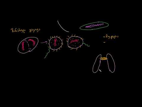 ბაქტერიები