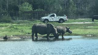 GENTRY ADVENTURES - Lion Country Safari (West Palm, Florida)