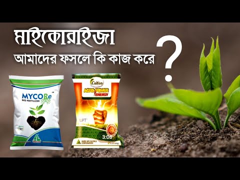 ভিডিও: মাইকোরাইজা কি নাইট্রোজেন ঠিক করে?