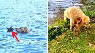 Brave Goldendoodle jumps into a vast lake to save fawn from drowning
