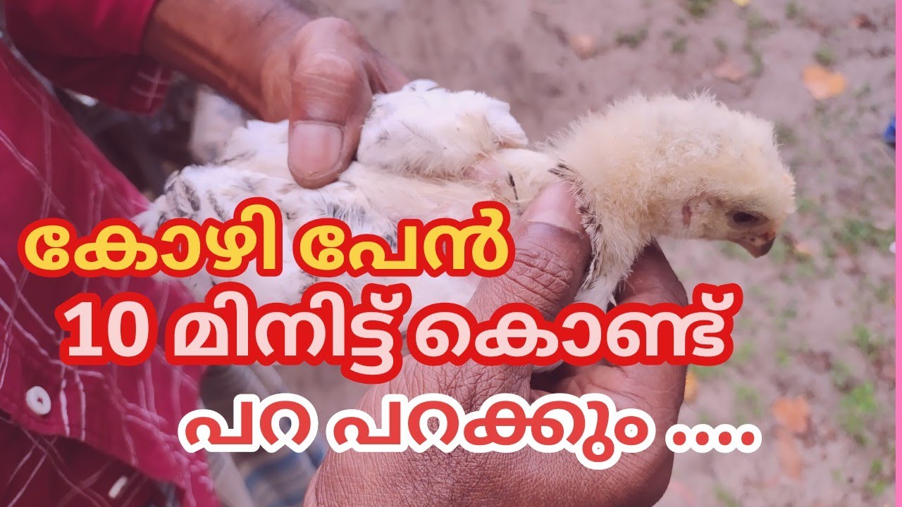 വെറും 10 മിനിട്ട് കൊണ്ട് കോഴി പേൻ ഫാമിൽ നിന്നും അകറ്റാം /The easiest way to get rid of chicken lice