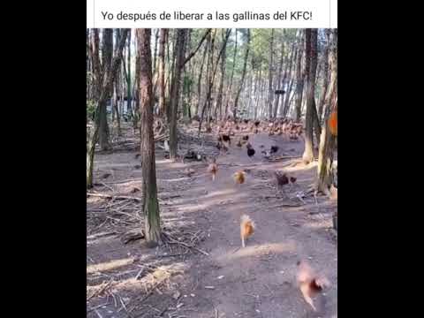 liberando las gallinas de kfc