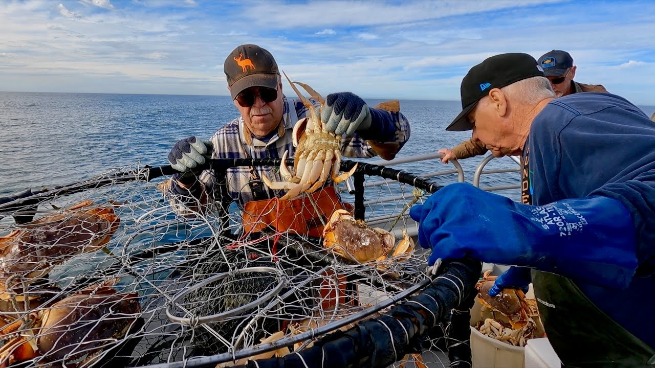 Steller Sunrise Crab Eureka CA. Nov. 2023 YouTube
