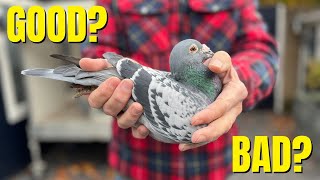 HOW TO Select HIGH QUALITY Racing Pigeons