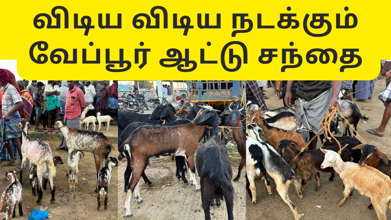 வேப்பூர் ஆட்டு சந்தை | Veppur Goat Market | விடிய விடிய நடக்கும் வேப்பூர் ஆட்டு சந்தை |