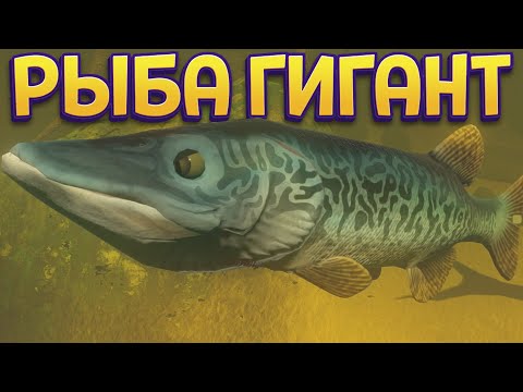 Видео: ВЫРАСТИЛ РЫБОВА ГИГАНТА ( Feed and Grow: Fish )