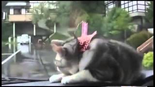 Самое смешное видео про животных коты и кошки