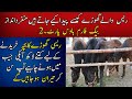 Farmhouse in Lahore Which has Expensive Racing Blood line Colt|| Racing Horses Breed||Baig Farm