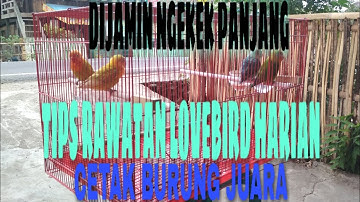 Setingan harian burung Lovebird umur 2bulan cetak  juara,dijamin gacor