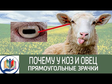 Почему у коз и овец прямоугольные зрачки