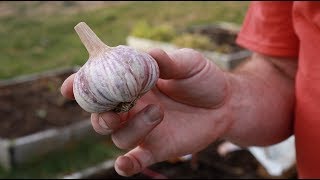 How To Grow Garlic At Home