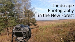 Landscape photography in the New Forest at dusk and dawn