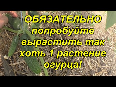 Видео: Садоводство с друзьями – способы поделиться своим садом с друзьями