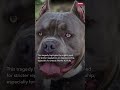XL Bully Dog Owner Gets 12 Years for Fatal Attack #Shorts #WNT